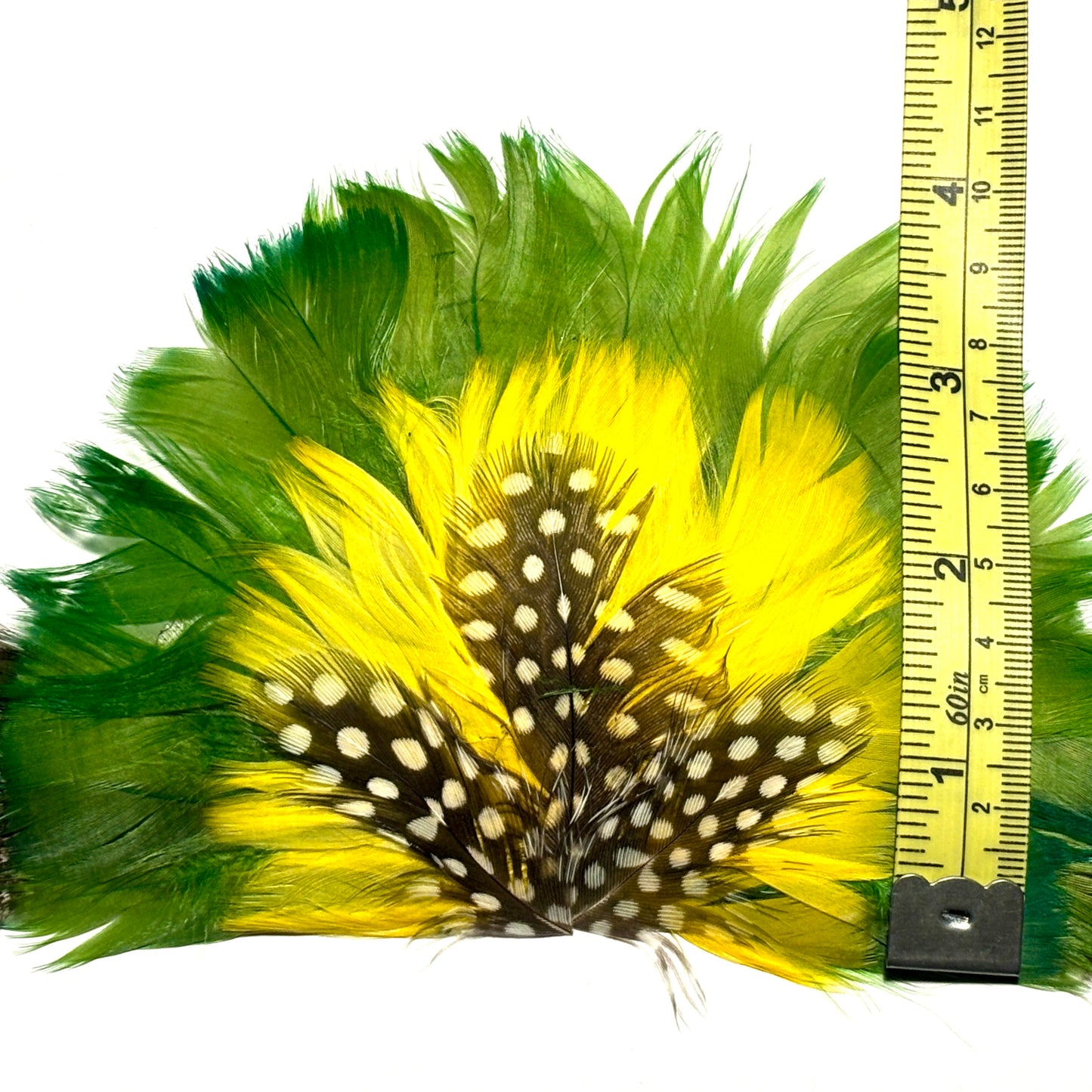 Feathers with yellow, green, and black pattern next to a ruler for measurement