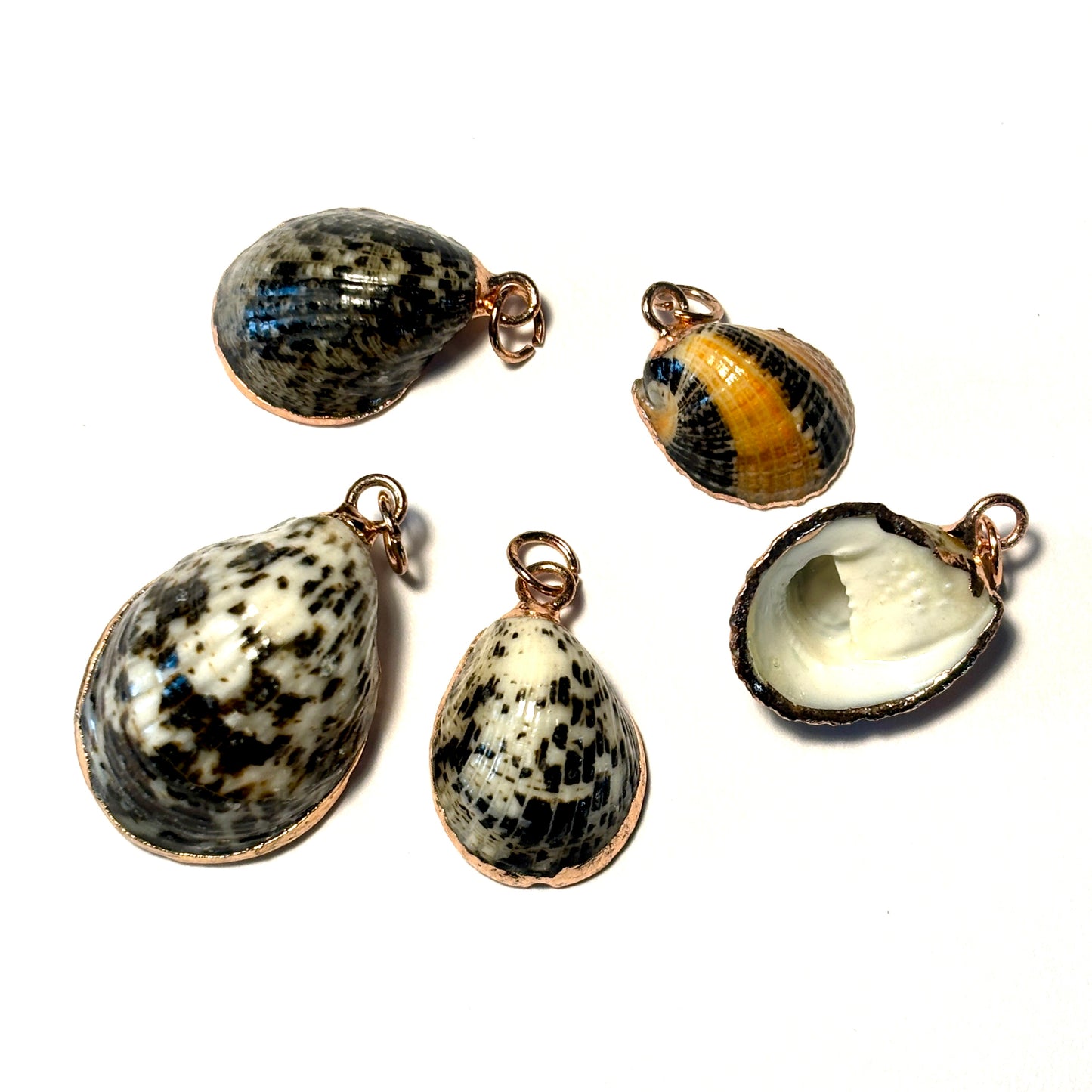 Set of shell pendants on a white background