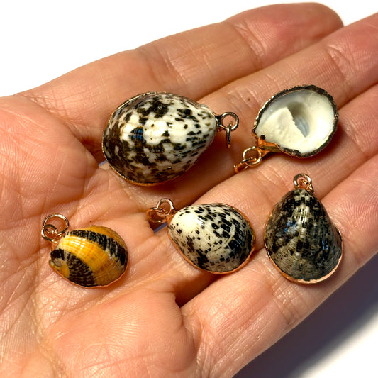 Limpet Shell Pendants Pack of 5