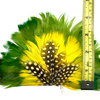 Feathers with yellow, green, and black pattern next to a ruler for measurement