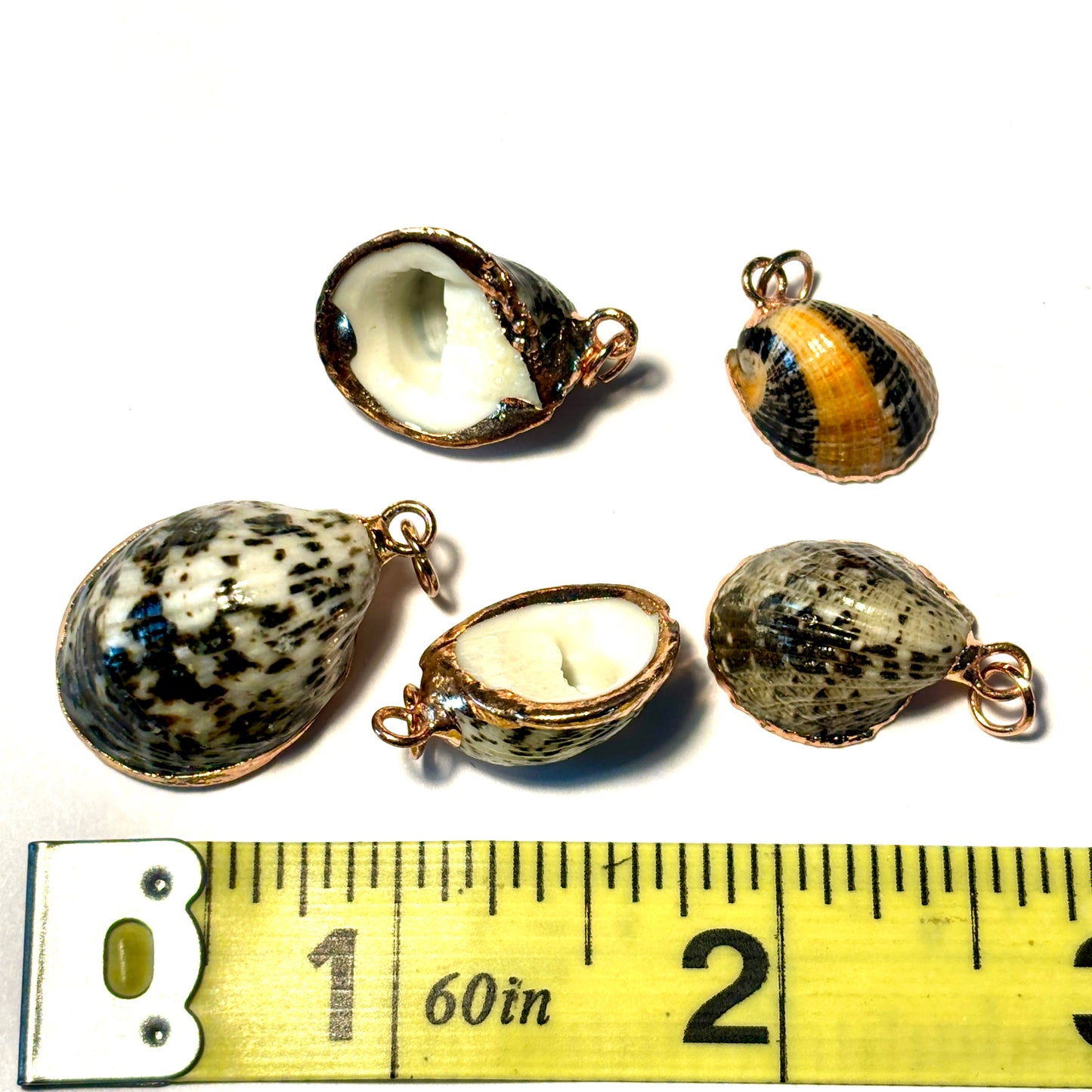 Limpet Shell Pendants Pack of 5