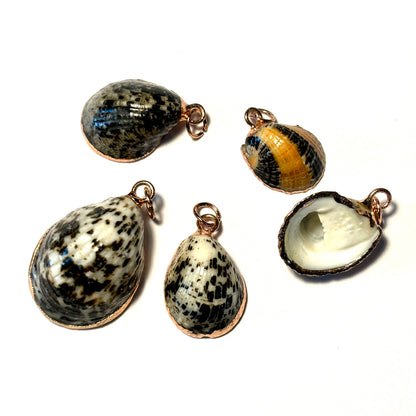 Set of shell pendants on a white background